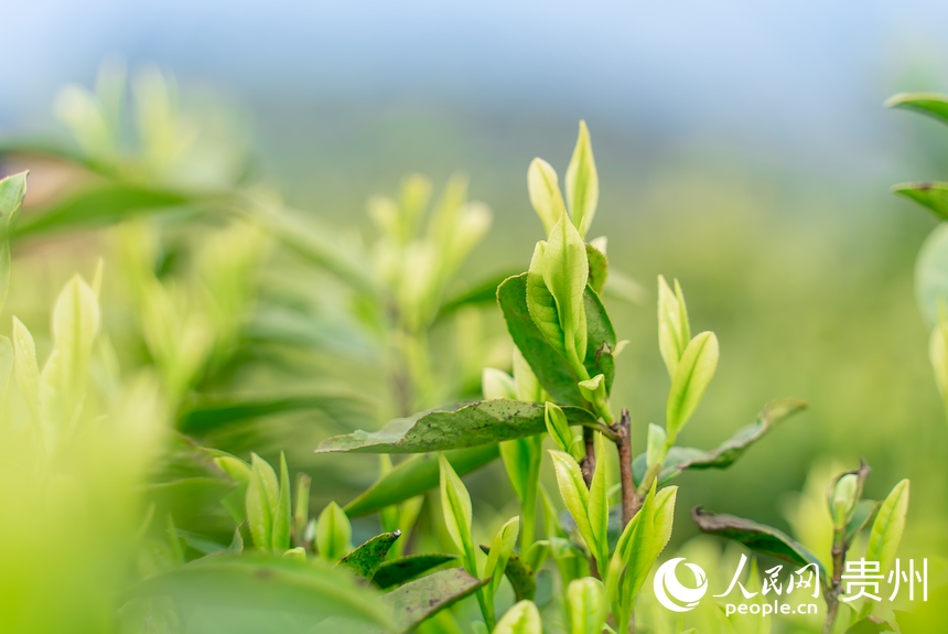 茶園內(nèi)的茶芽。人民網(wǎng)記者 涂敏攝