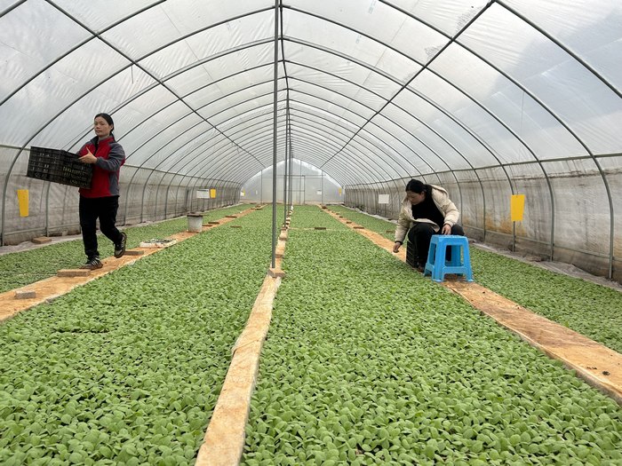 凱里市碧波鎮(zhèn)碧波村村民在煙葉育苗基地管護(hù)煙苗。