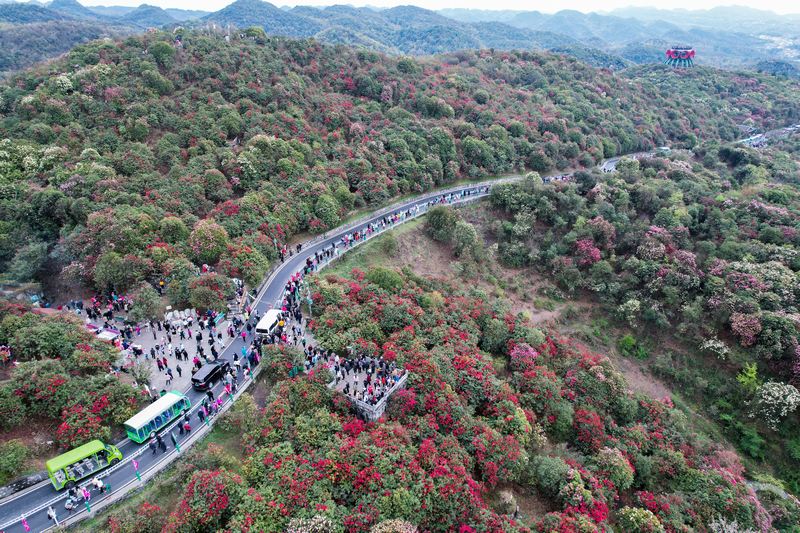 游客在百里杜鵑普底景區(qū)游玩。汪沙攝