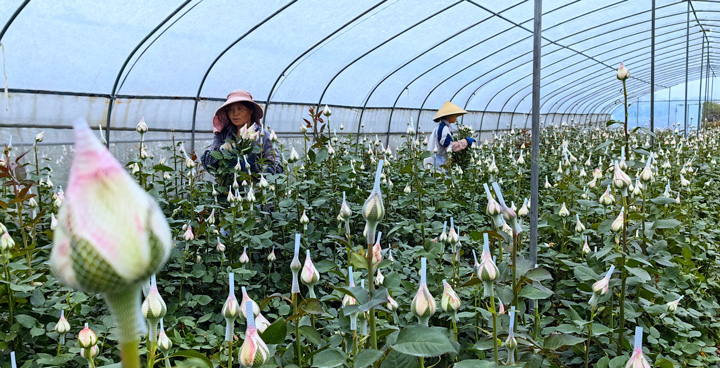 近百畝玫瑰盛開“致富”花。