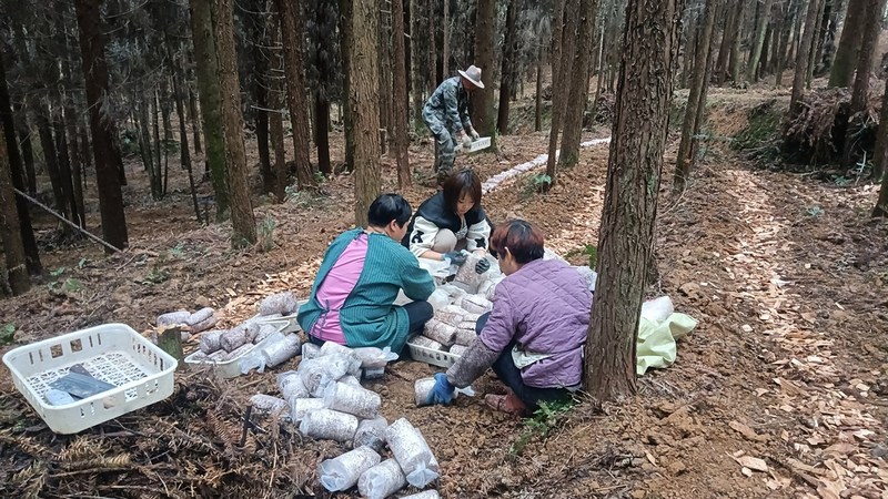 鎮(zhèn)農(nóng)業(yè)中心技術(shù)人員、村支兩委干部和企業(yè)管理人員在現(xiàn)場(chǎng)進(jìn)行指導(dǎo)。姜繼恒攝
