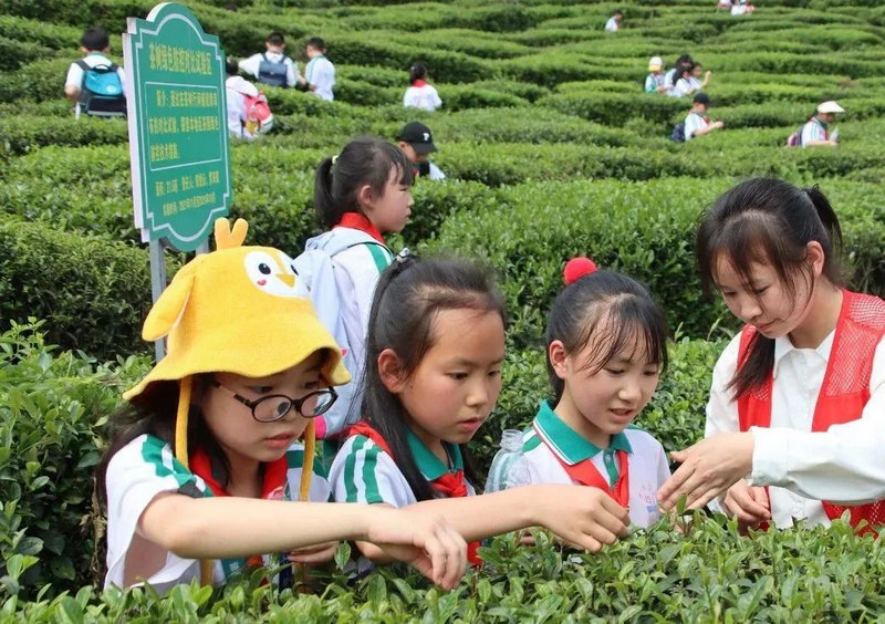 學(xué)院的茶山吸引眾多小學(xué)生前來研學(xué)。黔南民族職業(yè)技術(shù)學(xué)院供圖