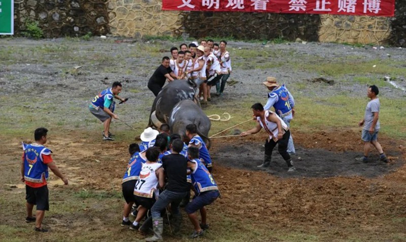 荔波甲良“四月八”斗牛比賽。張云開攝