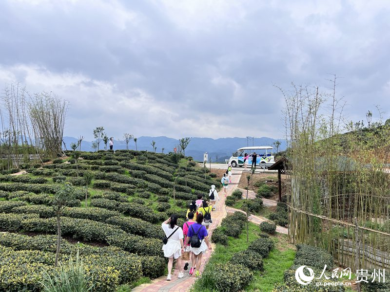  如今的鳳凰山，萬畝茶葉一碧千里。人民網(wǎng) 陳潔泉攝