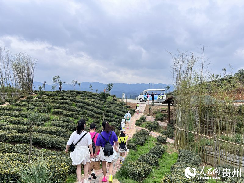 游客正在茶場(chǎng)內(nèi)賞景。人民網(wǎng) 陳潔泉攝