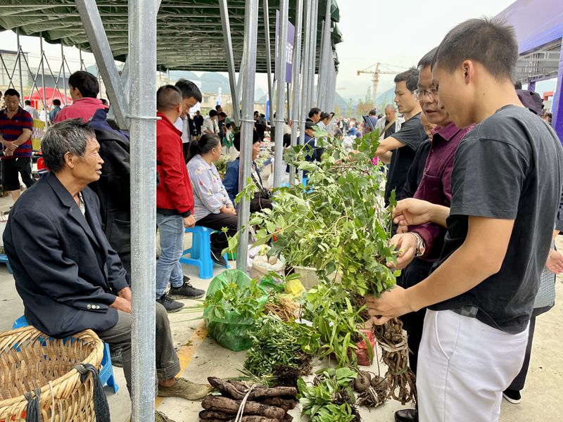 2.客商在集散中心購(gòu)買中藥材。人民網(wǎng) 李麗萍攝