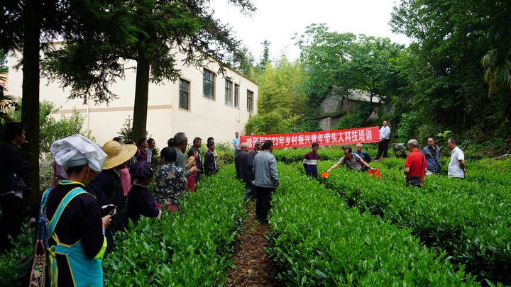 圖為農(nóng)技專家在基地現(xiàn)場對茶葉種植進行實操講解。