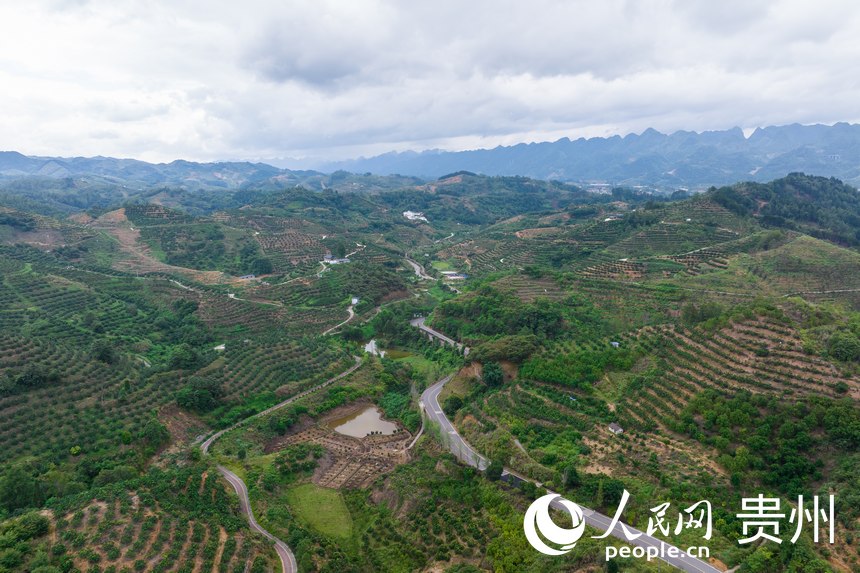 航拍荔波至王蒙至瑤山“共同富裕路”及10萬畝精品水果走廊帶。人民網(wǎng)記者 涂敏攝