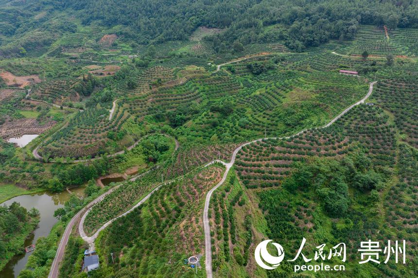 航拍荔波至王蒙至瑤山“共同富裕路”及10萬畝精品水果走廊帶。人民網(wǎng)記者 涂敏攝