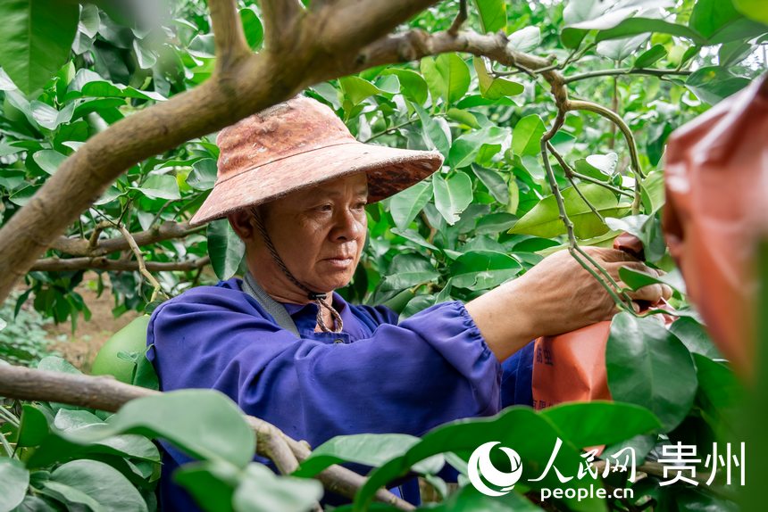 果農(nóng)在果園里勞作。人民網(wǎng)記者 涂敏攝