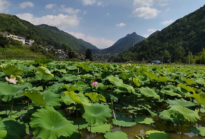 桐梓縣 成片的荷花池。戴密密攝