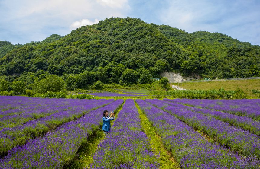 2023年7月6日，赫章興發(fā)鄉(xiāng)鮮花基地薰衣草進入盛花期，吸引游客觀花賞景。