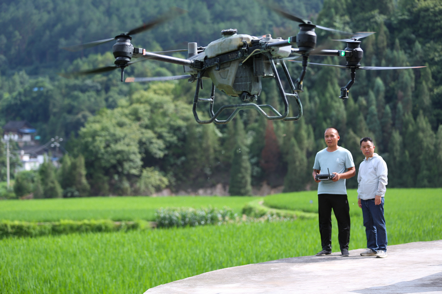 7月10日，技術員操作植保無人機。