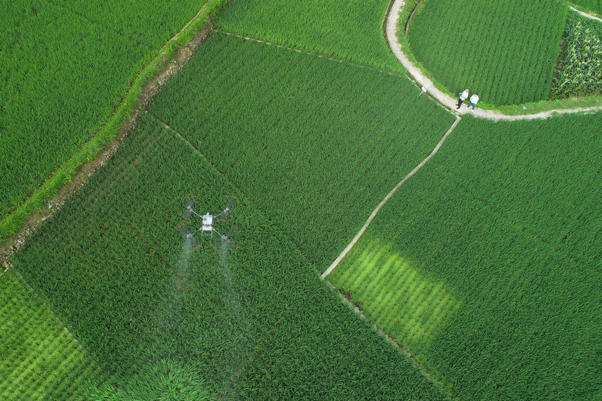 7月10日，技術(shù)員操作植保無人機(jī)對(duì)水稻進(jìn)行病蟲害防治作業(yè)（無人機(jī)照片）。