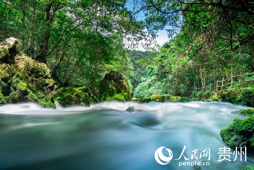 貴州茂蘭國(guó)家級(jí)自然保護(hù)區(qū)內(nèi)的溪流。人民網(wǎng) 涂敏攝