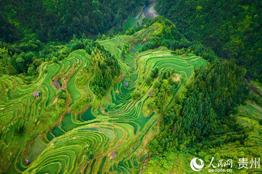 航拍貴州省從江縣加榜梯田。人民網(wǎng)記者 涂敏攝