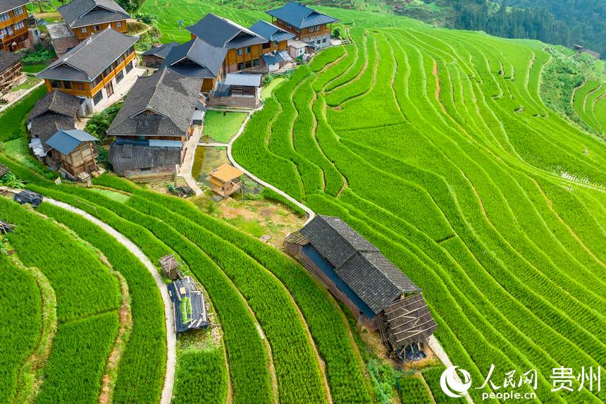 航拍貴州省從江縣加榜梯田。人民網(wǎng)記者 涂敏攝