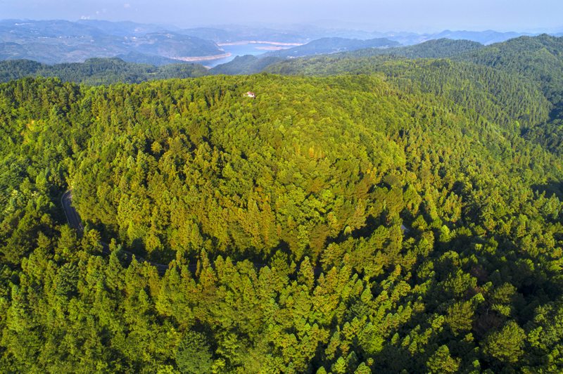 黔西市金碧鎮(zhèn)萬家寨社區(qū)國儲林示范點綠意盎然。史開心攝