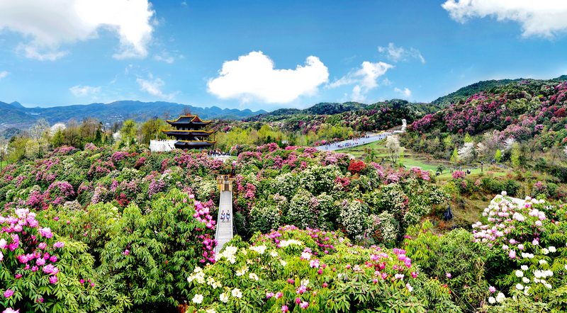 國家5A級旅游景區(qū)——百里杜鵑。畢節(jié)市委宣傳部供圖