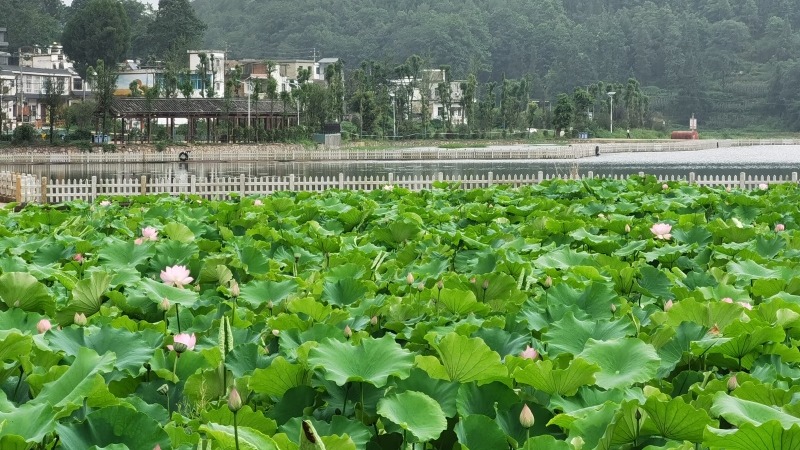 大石布依族鄉(xiāng)石林村，蓮花怒放 姜繼恒 攝.jpeg