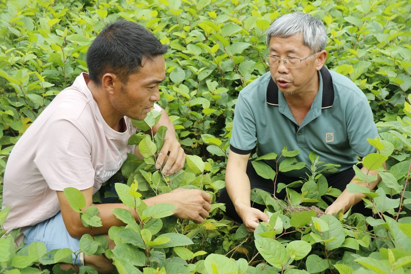 梁玉勇教授對中藥材種植負責人石明紅進行種植培訓，并提出建議。
