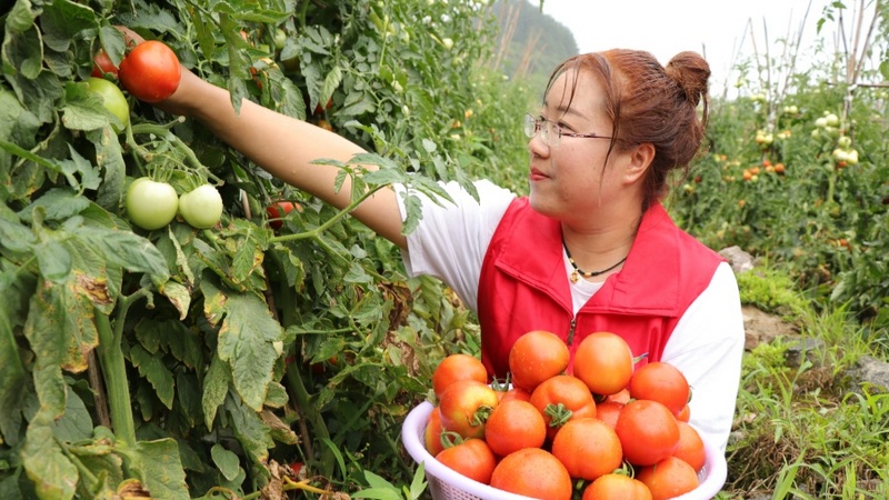 修文縣小箐鎮(zhèn)小壩村西紅柿種植基地 田仁美 攝.jpeg