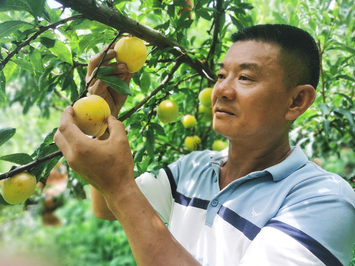 村民正在采摘黃金奈李。