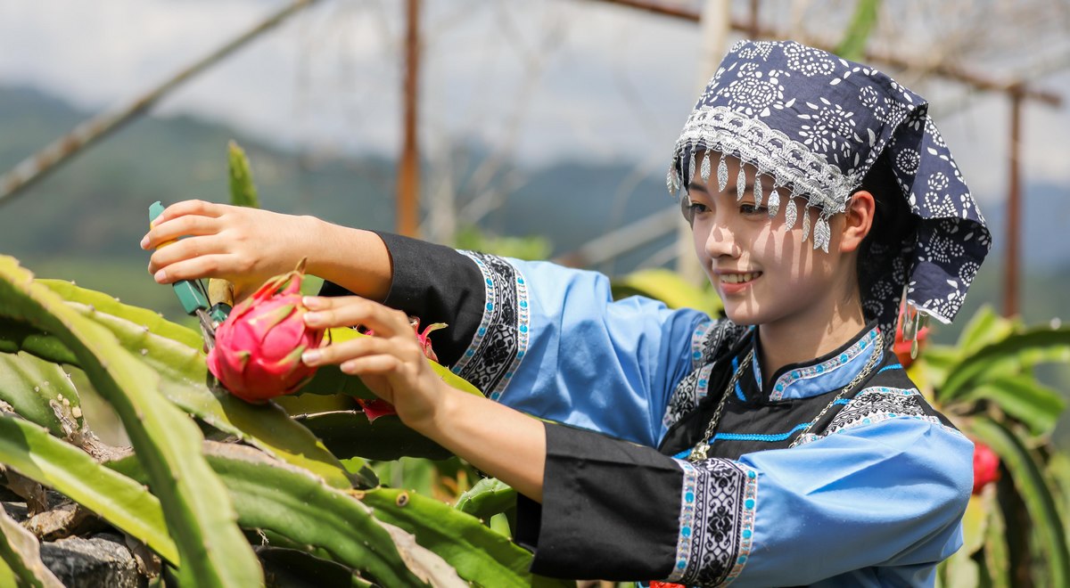 布依少女在貴州省黔南布依族苗族自治州羅甸縣龍坪鎮(zhèn)六一村火龍果種植基地采收火龍果。