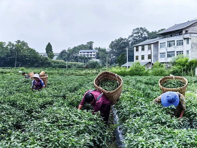 辣椒采摘。楊濤攝