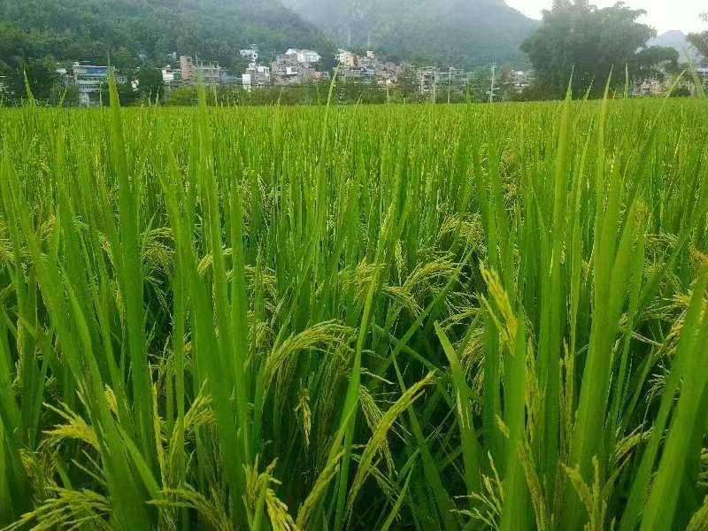 圖為桑郎鎮(zhèn)桑郎村科技服務(wù)示范基地水稻長勢喜人。