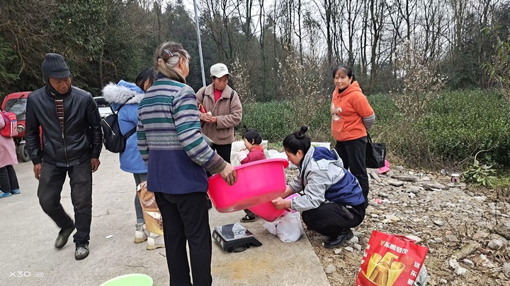 圖為茶場(chǎng)茶葉采收。