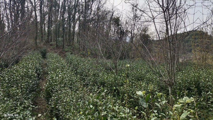 圖為茶場(chǎng)種植基地。