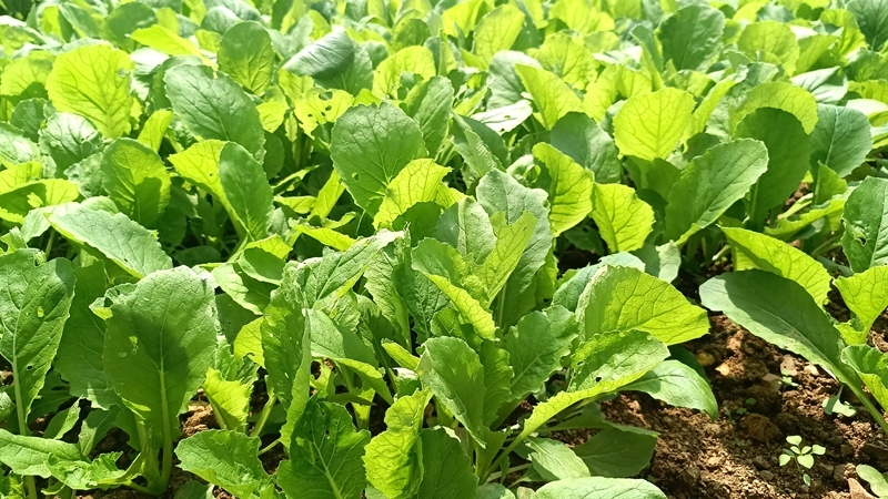小白菜長勢良好。