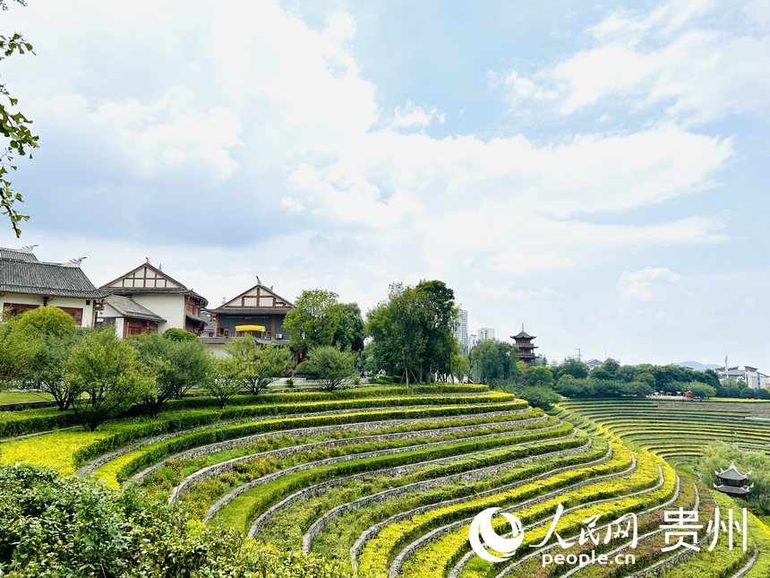 大方縣古彝梯田風(fēng)景如畫(huà)。人民網(wǎng) 敖嘉鈺攝