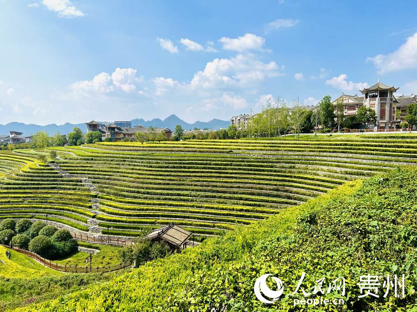 大方縣古彝梯田風(fēng)景如畫。人民網(wǎng) 敖嘉鈺攝