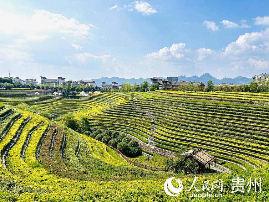 大方縣古彝梯田風(fēng)景如畫(huà)。人民網(wǎng) 敖嘉鈺攝