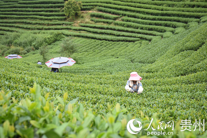 布央村茶園內(nèi)，茶農(nóng)正在采摘秋茶。人民網(wǎng) 王功孝攝