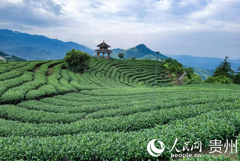 布央村茶園一角。人民網(wǎng) 王秀芳攝