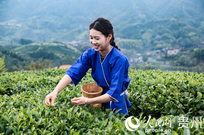 布央村村民正在采摘秋茶。人民網(wǎng) 王秀芳攝