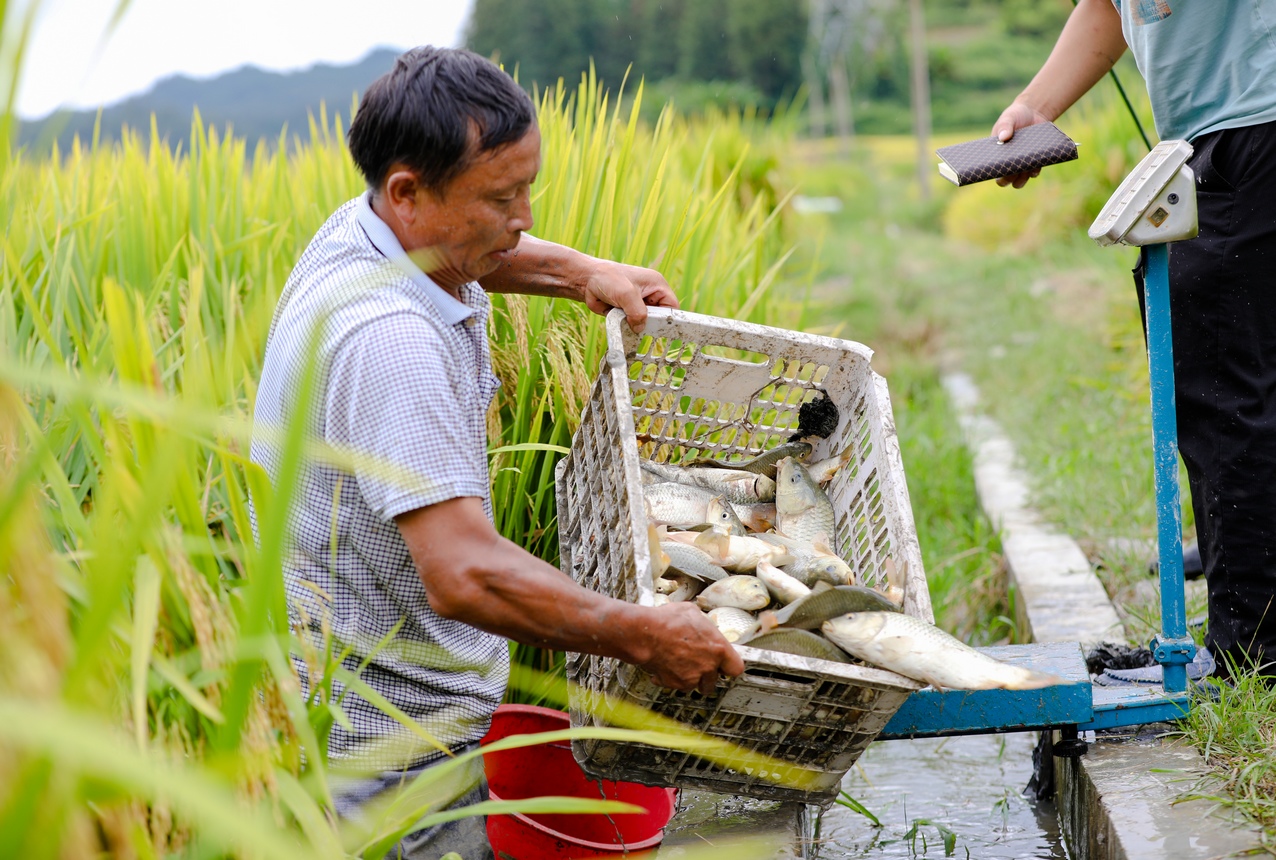 對稻田魚進(jìn)行測產(chǎn)驗(yàn)收。
