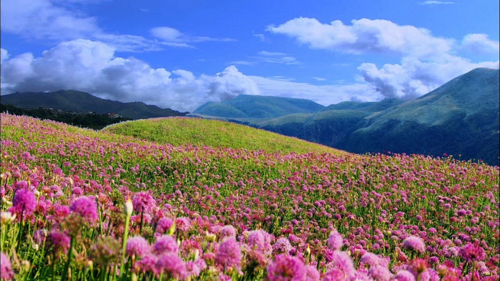韭菜坪花海。