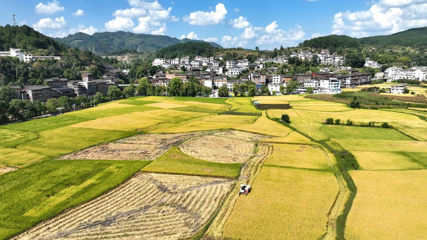 村民駕駛收割機(jī)在開陽縣禾豐鄉(xiāng)底窩壩千畝水稻種植示范區(qū)收割水稻。袁福洪攝