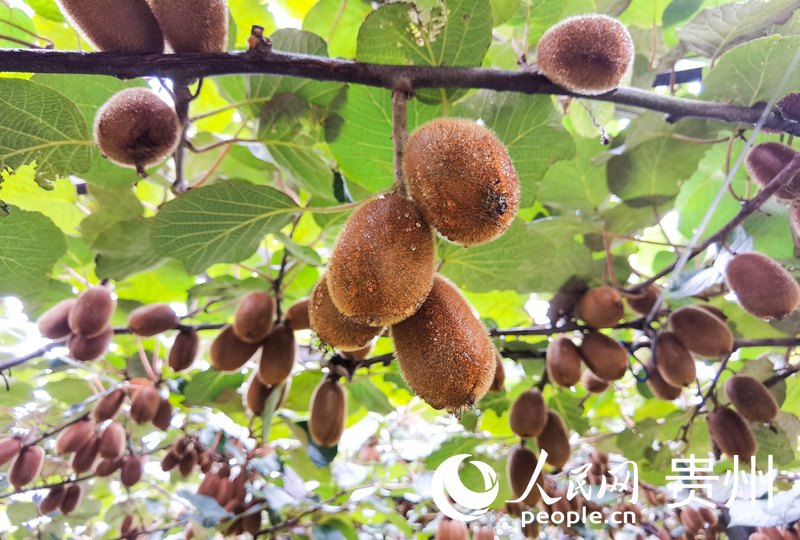 平灘村獼猴桃。人民網(wǎng) 王秀芳攝