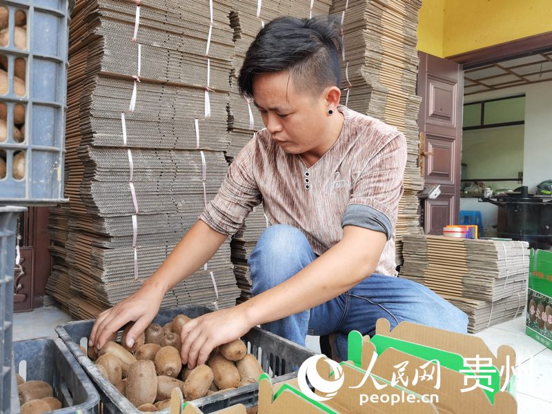 種植戶楊軍正在打包獼猴桃。人民網(wǎng) 王秀芳攝