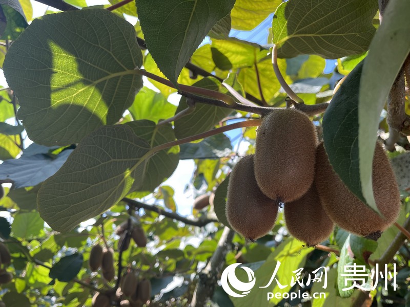 修文助農(nóng)種養(yǎng)農(nóng)民專業(yè)合作社種植基地內(nèi)的獼猴桃。人民網(wǎng) 李麗萍攝