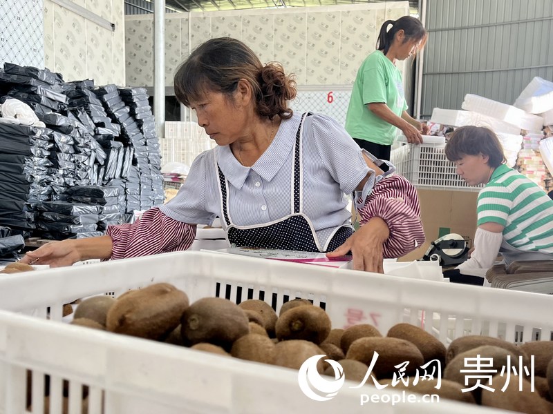 農(nóng)戶在工廠內(nèi)包裝獼猴桃禮盒。人民網(wǎng) 李麗萍攝