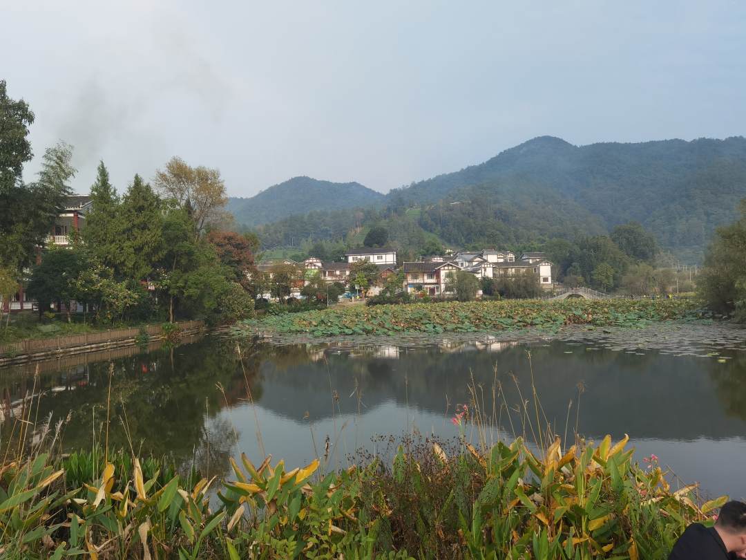 荷塘秋色。魏容 攝