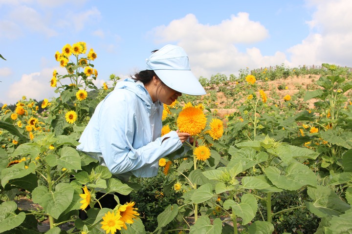 向陽谷花海。