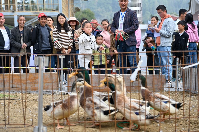2023年11月4日 在貴州省畢節(jié)市百里杜鵑管理區(qū)黃泥鄉(xiāng)朝門村稻草文化藝術(shù)節(jié)現(xiàn)場，村民們正在套鴨子 李華 攝.jpg