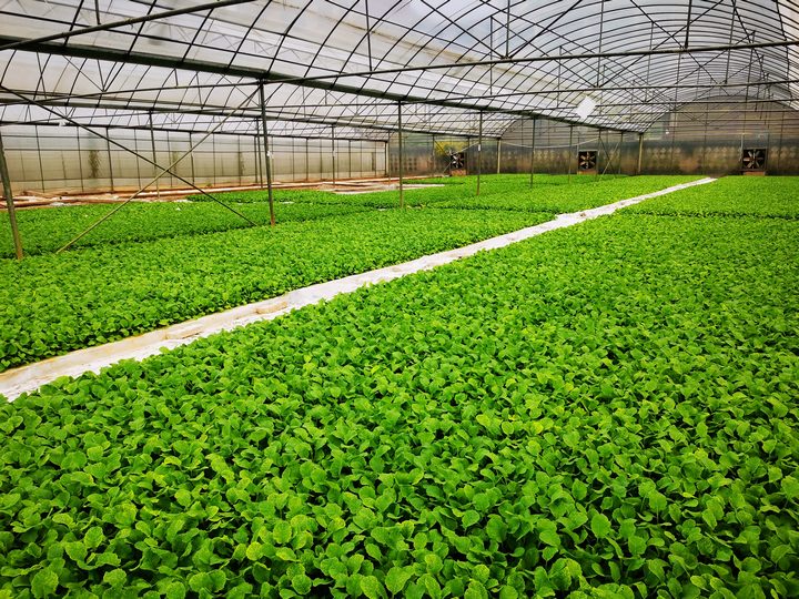 長(zhǎng)勢(shì)良好的油菜。